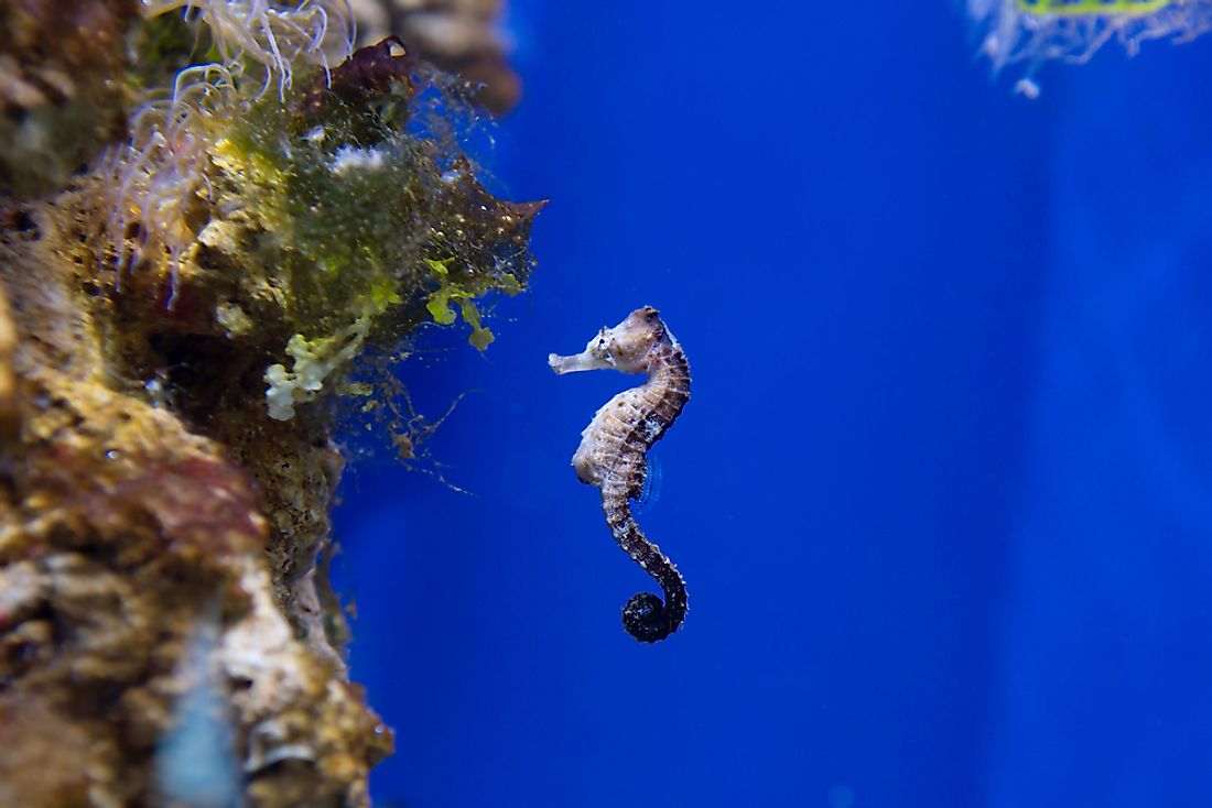 Fun seahorses facts