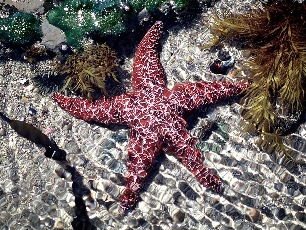 Starfish different colors