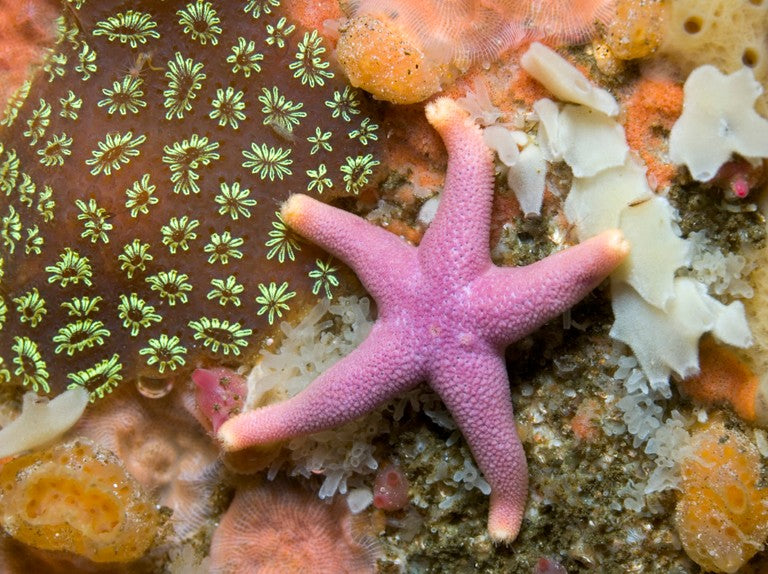 Facts about starfish