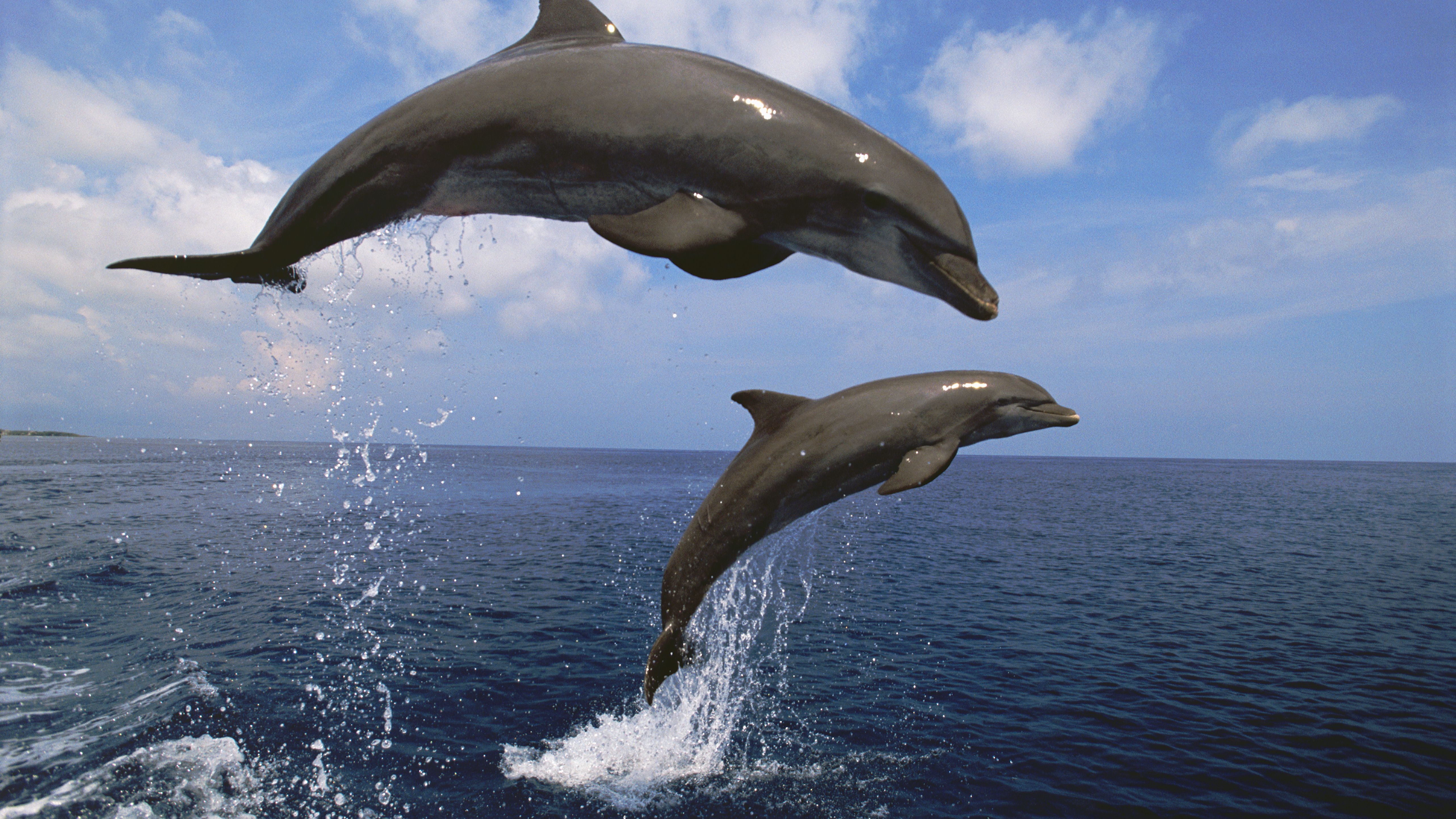 Fun dolphin facts