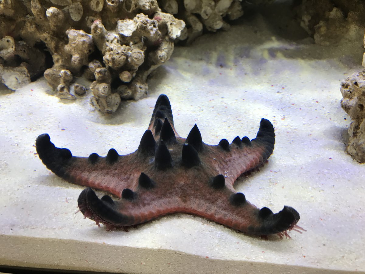 Awesome starfish types