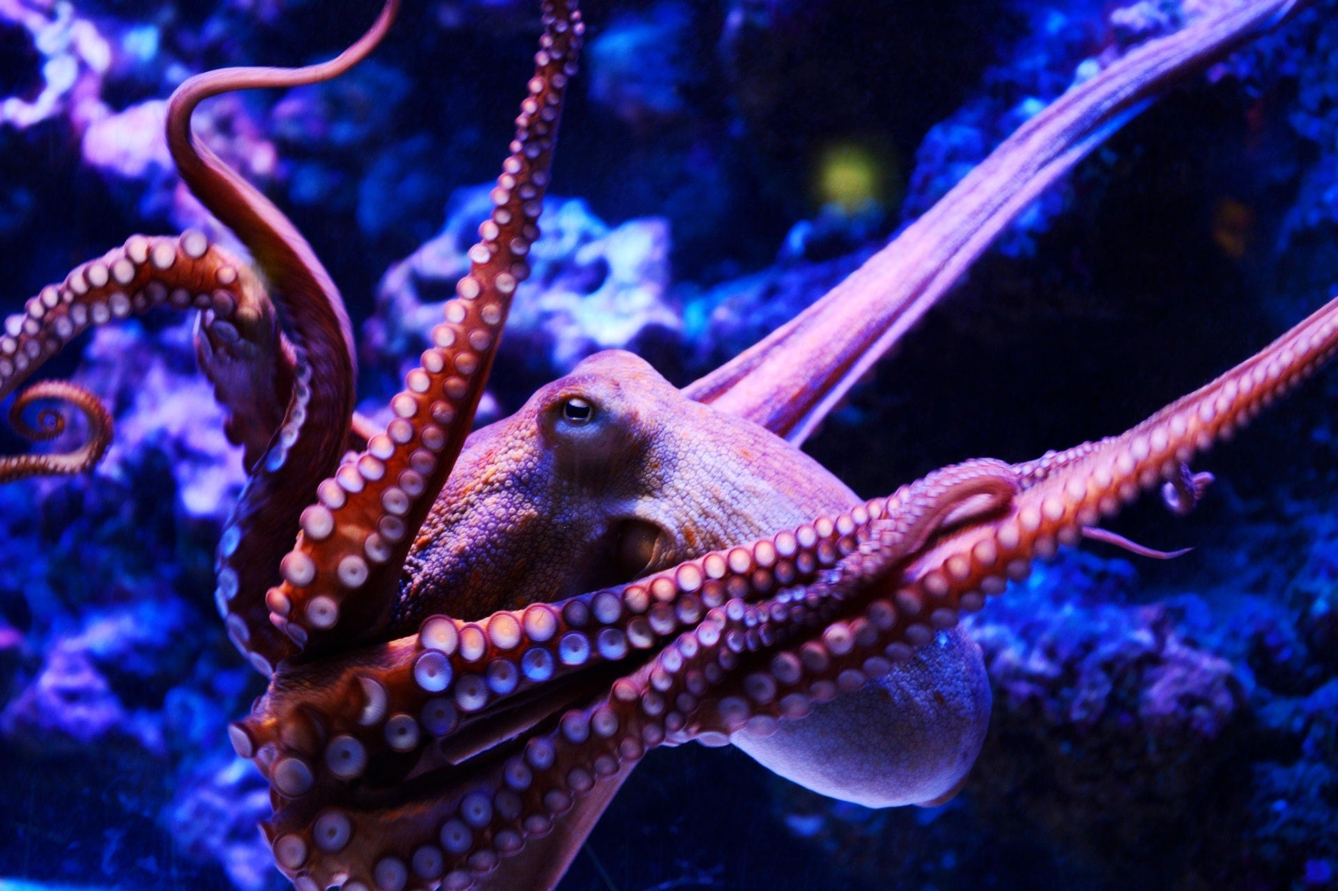 What do octopus eats to survive