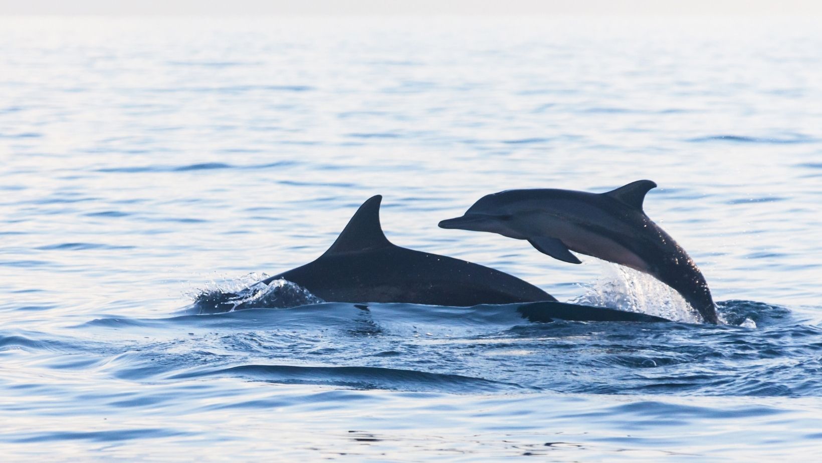 Dolphin eating habit