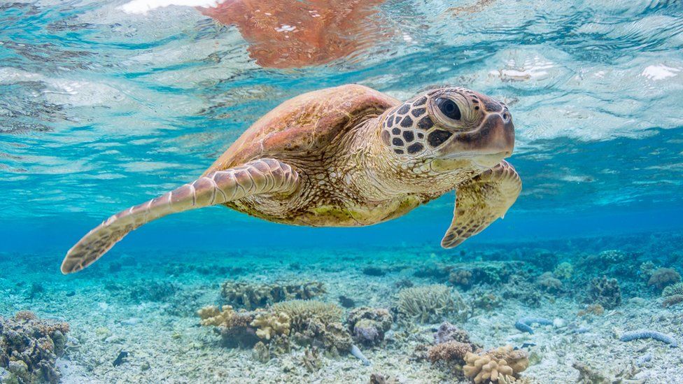 Sea turtles natural habitat