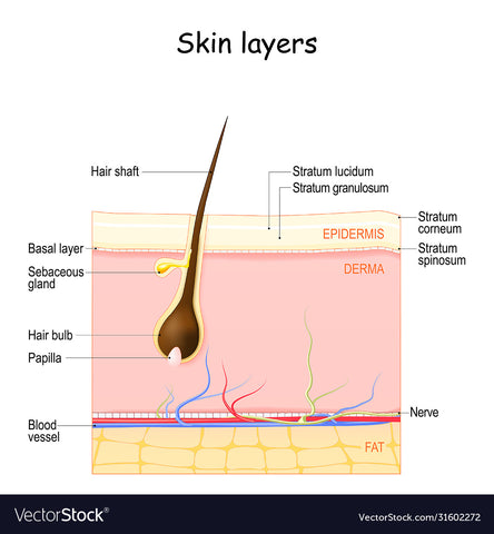 skin layers