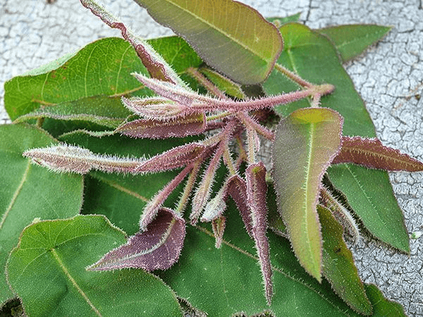 eucalyptus leaves