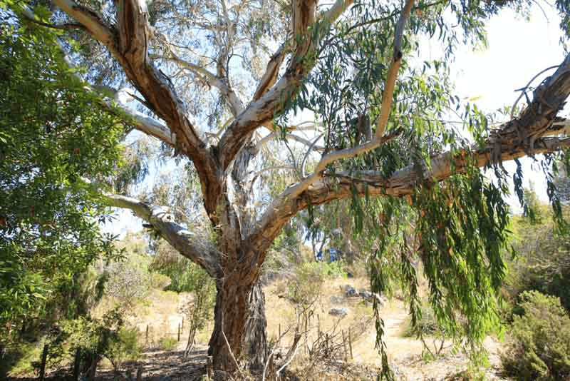 eucalyptus tree 