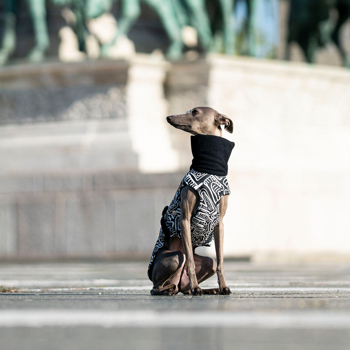 do italian greyhounds need clothes