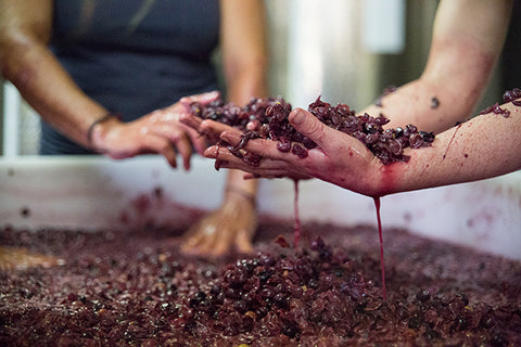 Vendanges chez Laura Aillaud