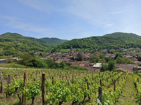 Some vines of Winery La Cave du Buizin