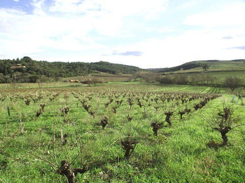 Vignes Didier Barral Faugères