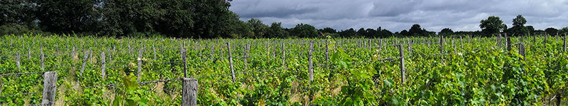 vins bio rouges et blancs - agriculture résonée