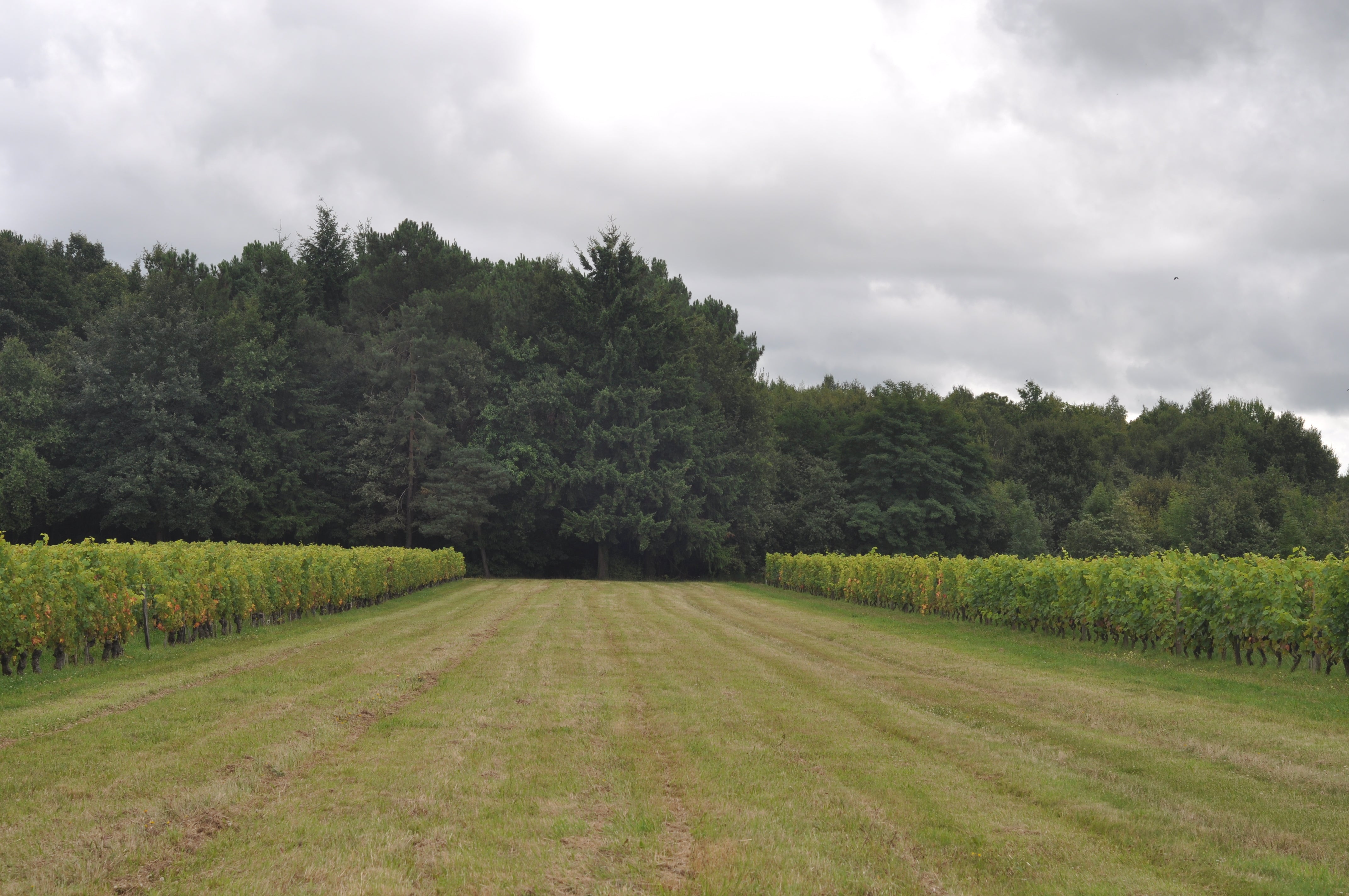 Vigne Courtois Cailloux du Paradis