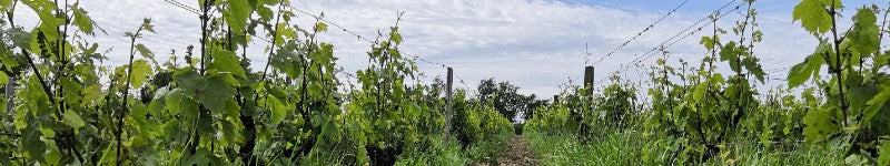 Dans les vignes