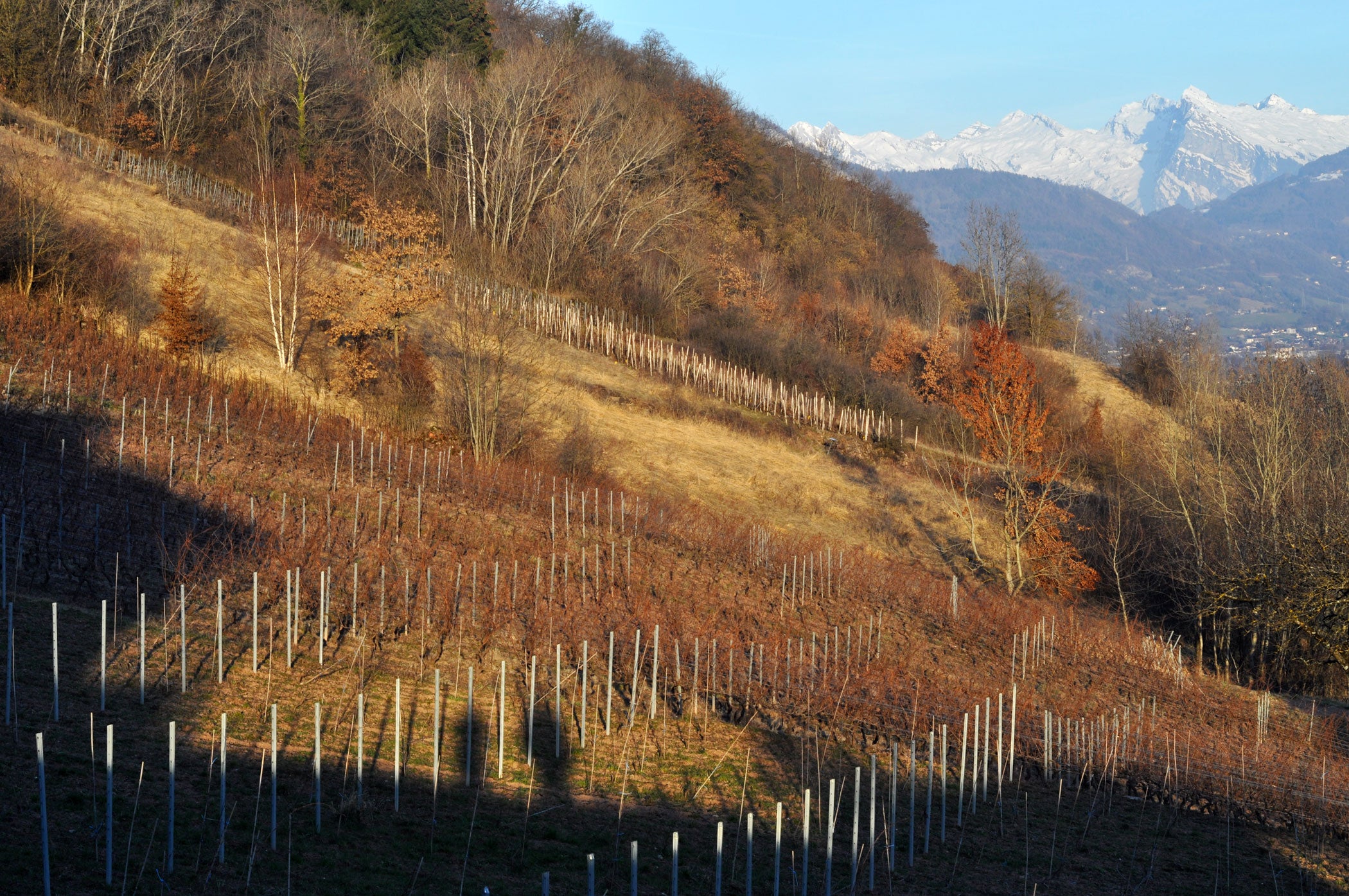 vignes de Belluard