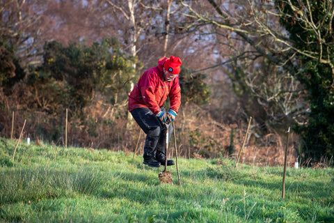 Planting a pilot tree