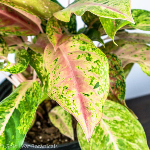 Aglaonema Prosperity