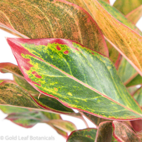 Aglaonema Red Siam For Sale Ontario