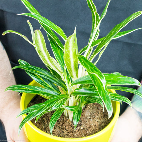 Aglaonema Rice Growing information and Care Instructions