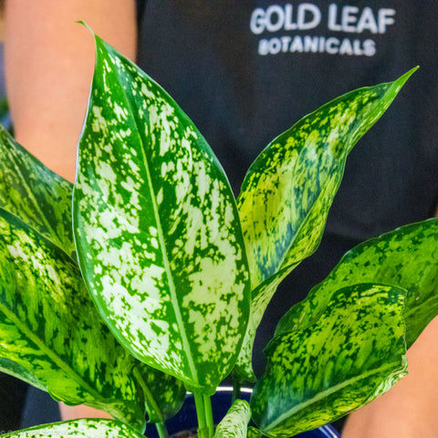Aglaonema Wintry Winehouse Plant Care and For Sale
