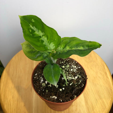 Aglaonema Pictum Tricolor