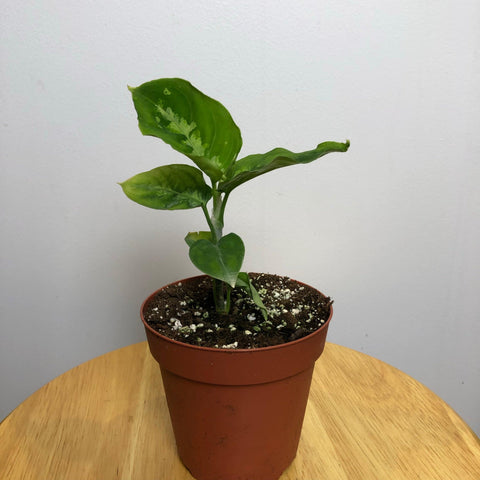 Aglaonema Pictum Tricolor