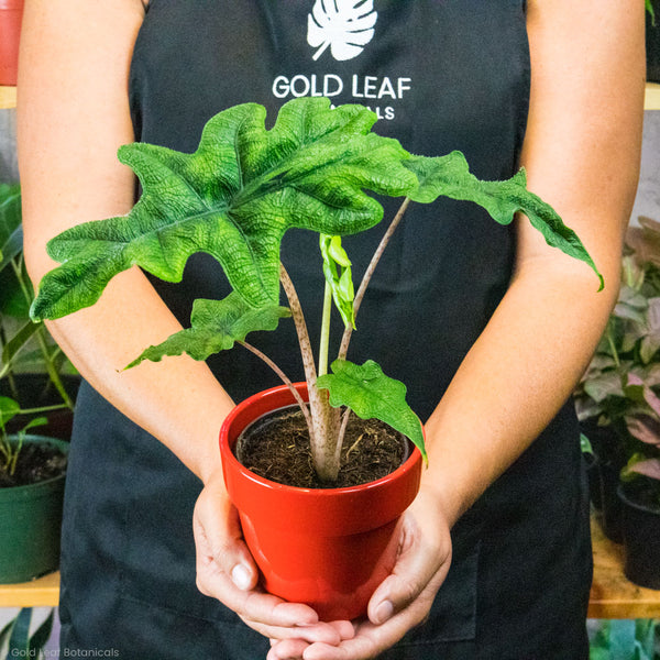 Alocasia plant being held by a woman in a plant store