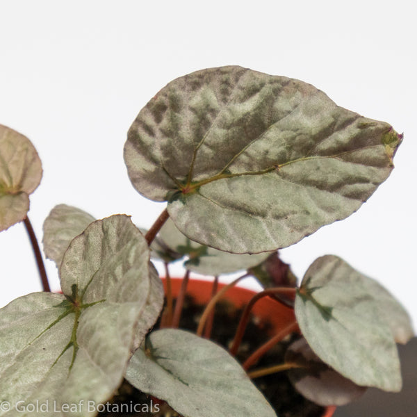 Begonia Rex Plant Care Instructions - Water - Sun - Humidity