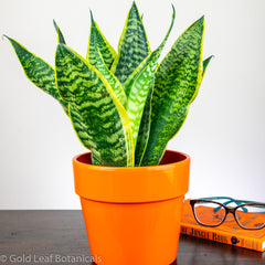 Best Plant For Beginners - Sansevieria Mothers Tongue