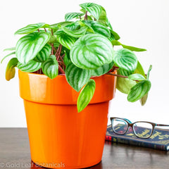 Best Plant For Beginners - Watermelon Peperomia