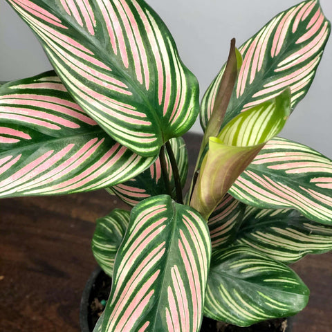 Calathea White Star Care and Information