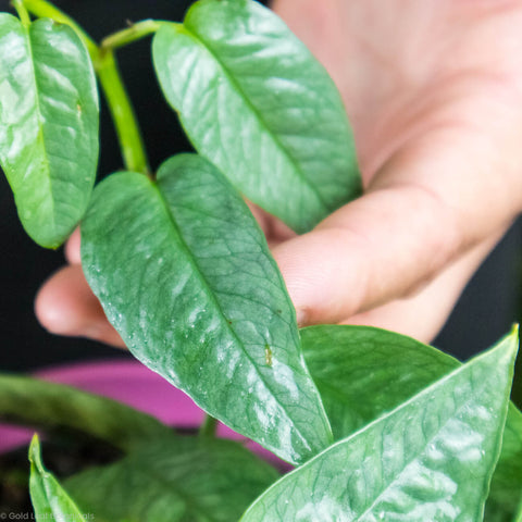 Cebu Blue Pothos Care (Epipremnum pinnatum)