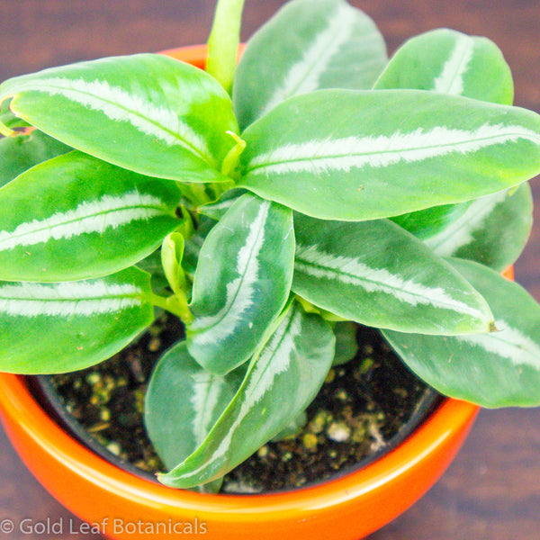 How do you take care of Schismatoglottis Motleyana