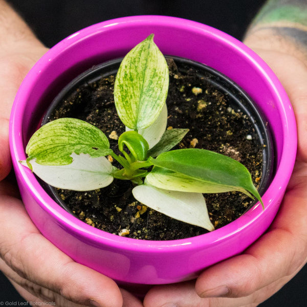 Philodendron Florida Ghost Care, Water, and Sun