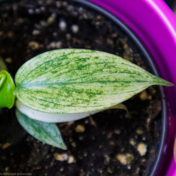 Philodendron Florida Ghost Water