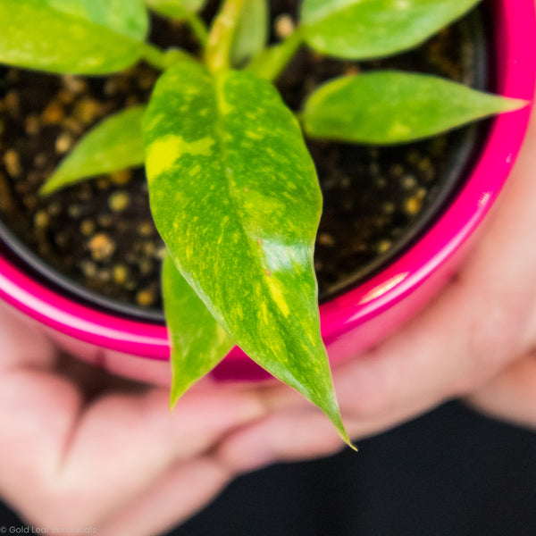 Philodendron Ring of Fire Buy in Canada For Sale