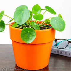 Pilea peperomioides Chinese Money Plant Pancake Plant