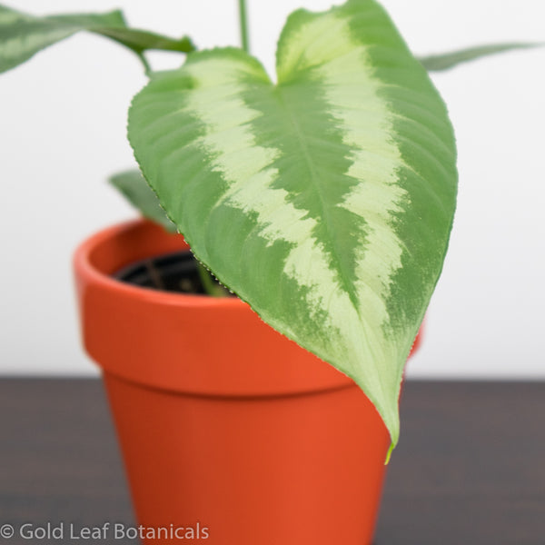 How to Care For a Schismatoglottis Wallichii