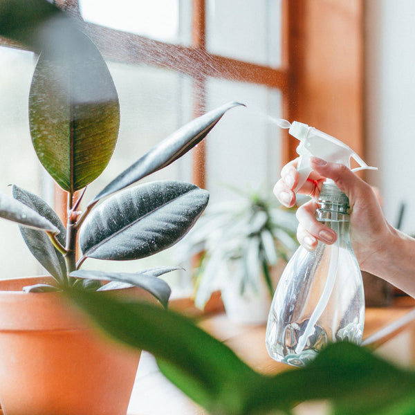 How to Get Rid of Houseplant Bugs and Pests