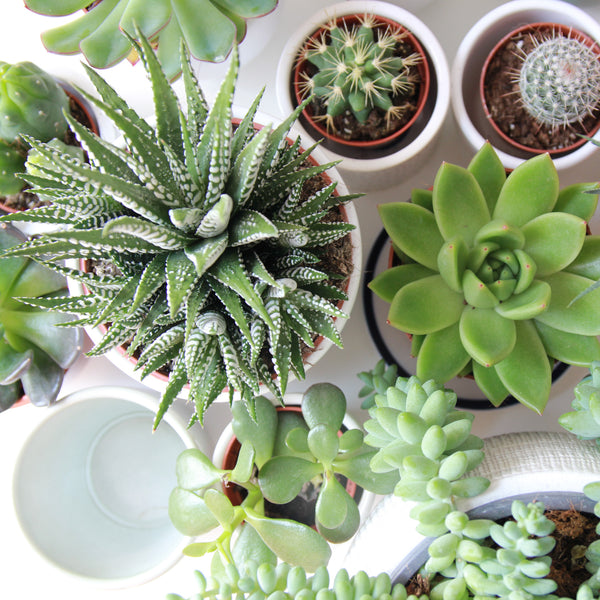 Beginners Guide To Succulent Care