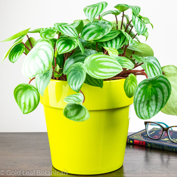 Watermelon Peperomia Care Tropical Houseplant