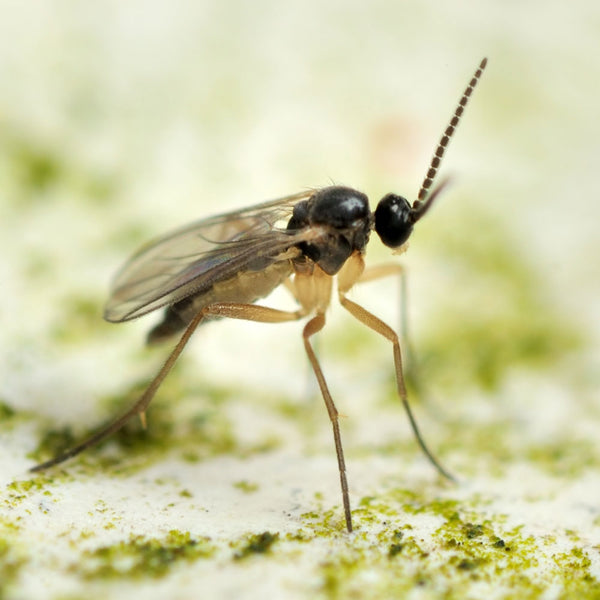 How to get rid of fungus gnats