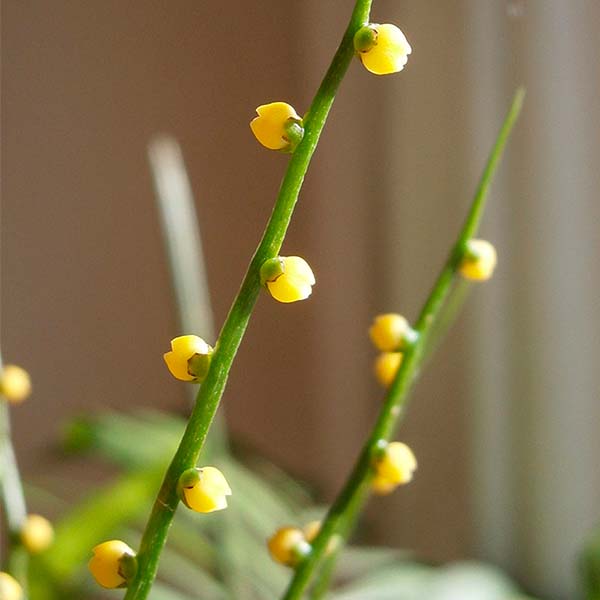 Close up photo of palm tree blooms