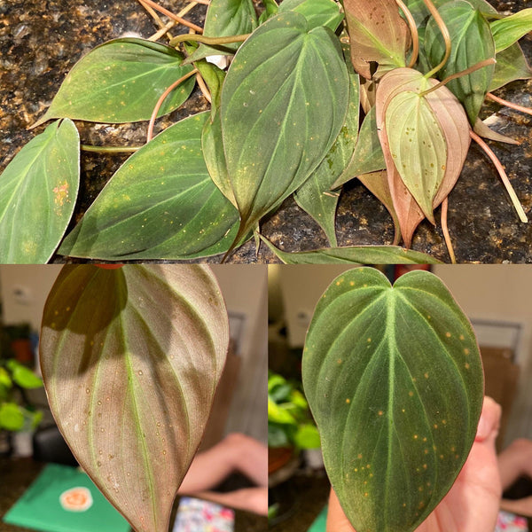 houseplant damage from thrips and other bugs and pests