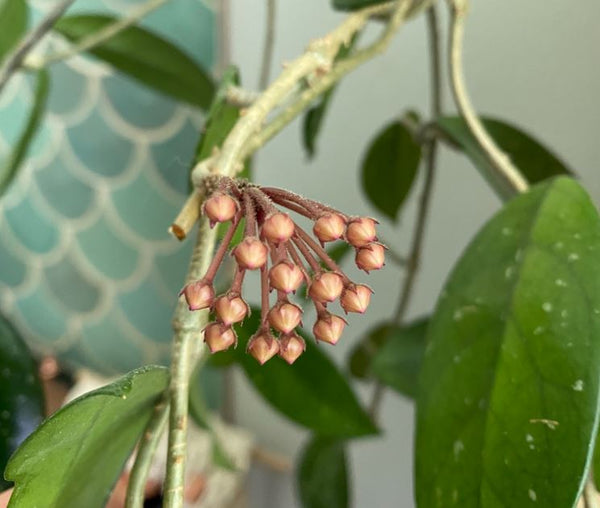 Hoya Chelsea Flowers