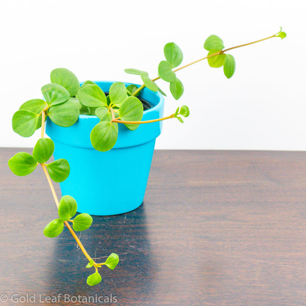 peperomia hope propagation