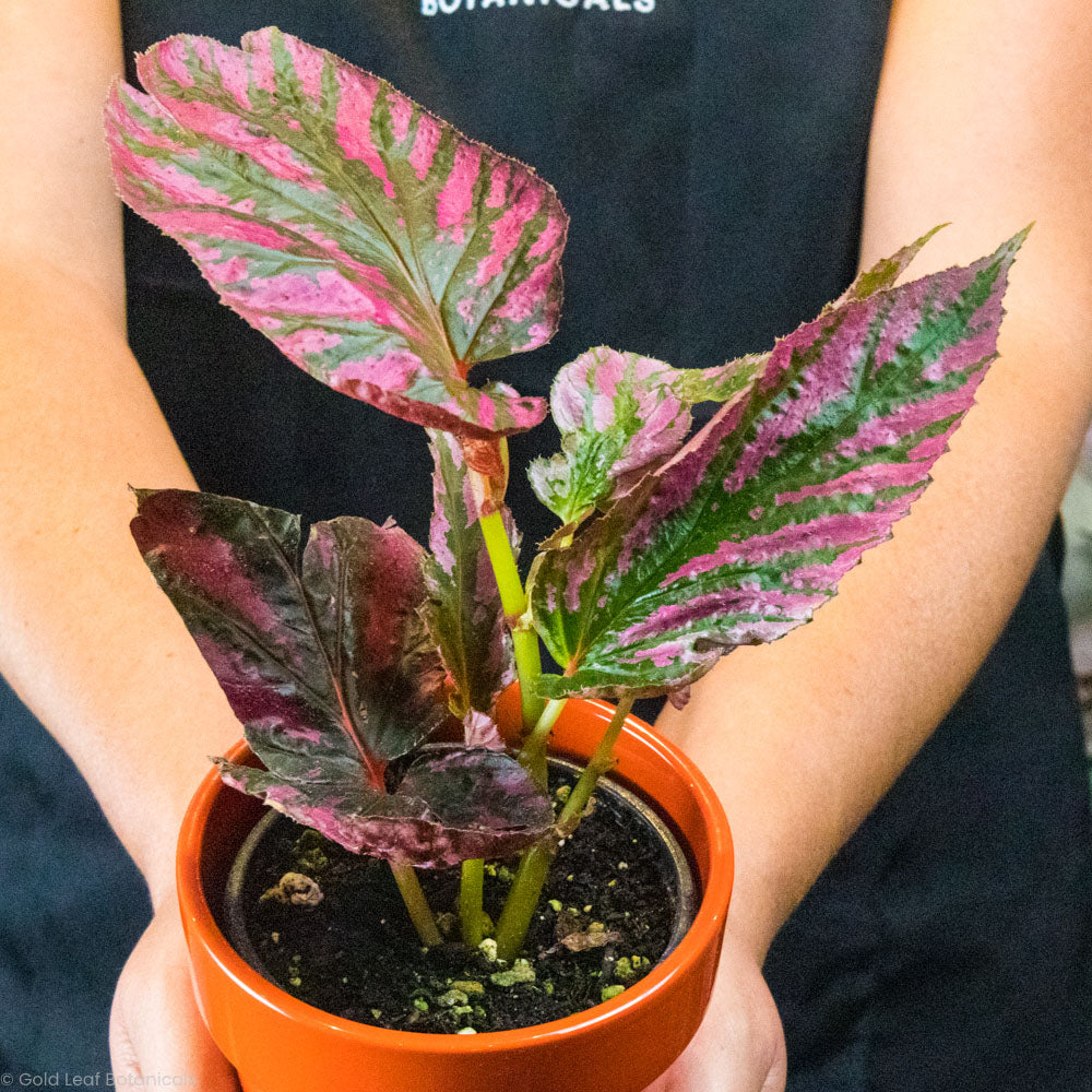 Begonia Exotica Plant For Sale - Learn The Care, Sun, Water, and Soil –  Gold Leaf Botanicals