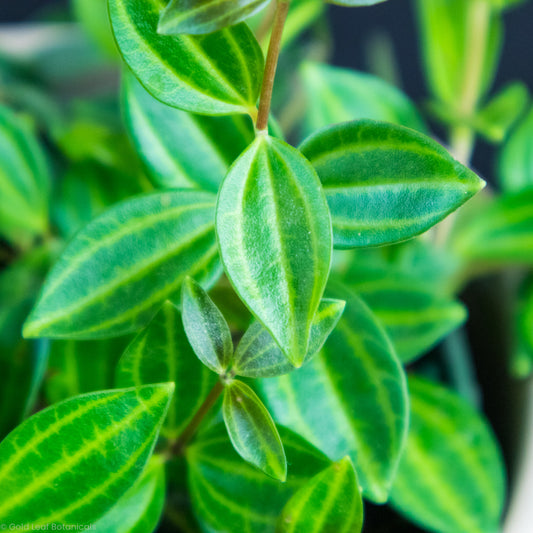 Peperomia Scandens Variegata Care - Sun, Water, Soil, Humidity