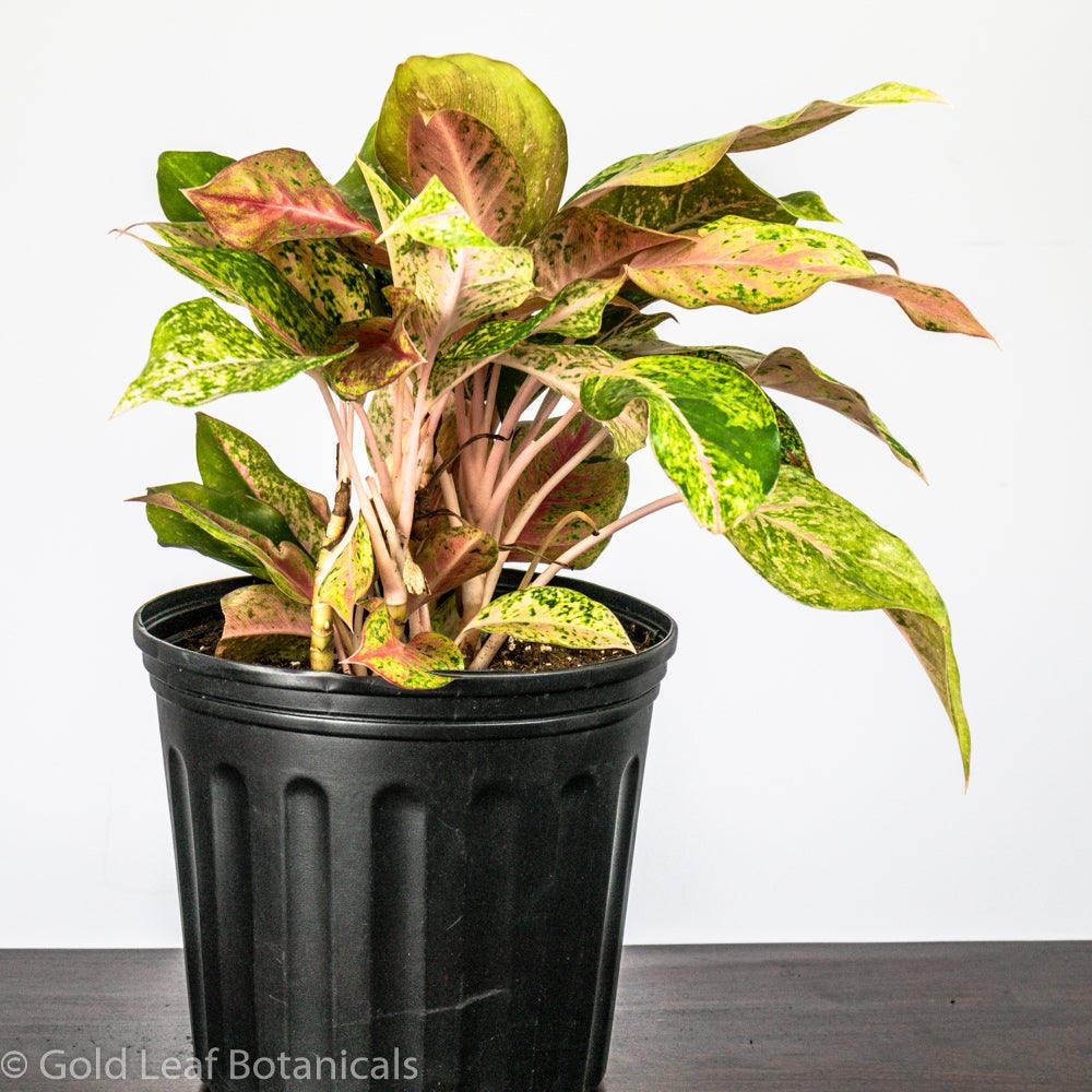 Aglaonema Prosperity – Gold Leaf Botanicals