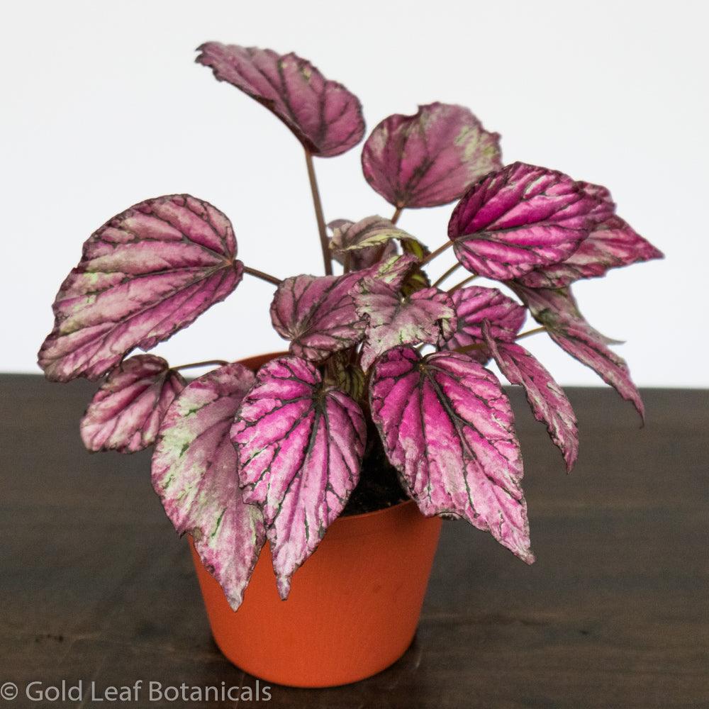 Begonia Rex Salsa – Gold Leaf Botanicals